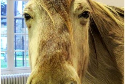Cheval tarpan