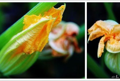 fleurs de courgettes