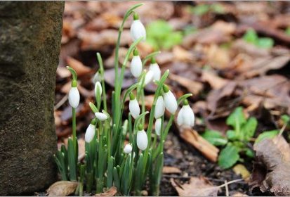 Perce-neige