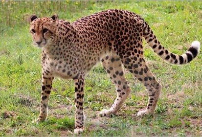 Guépard