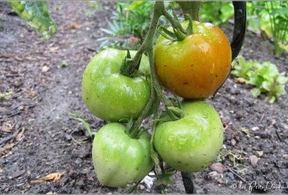tomates éclaboussées de terre