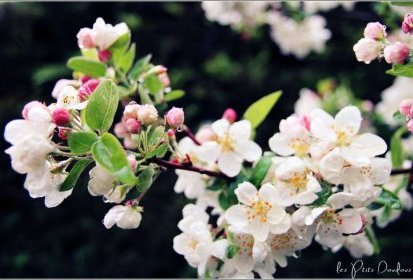 fleurs de pommier everest