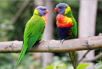 Loriquet arc-en-ciel