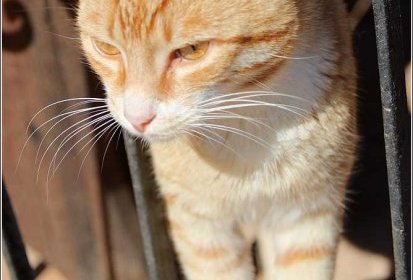Chat "maltais"