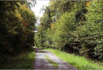 Forêt de Haye