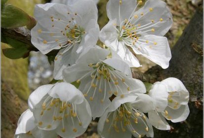 Fleurs de cerisier