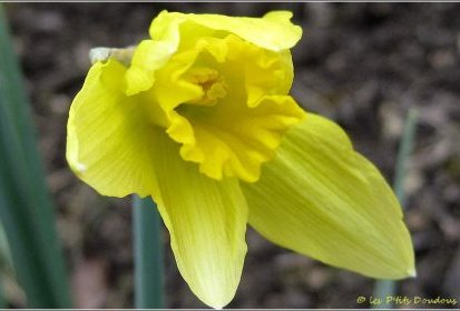 narcisse jonquille