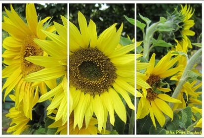 Tournesols