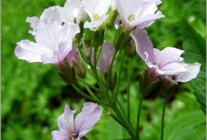 Cardamine heptaphylla