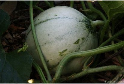 melon
