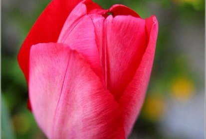 Tulipe