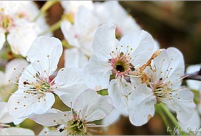 Fleurs de cerisier
