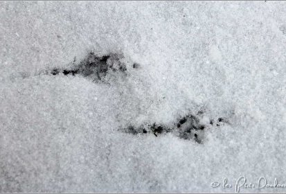 Un oiseau est passé par là !