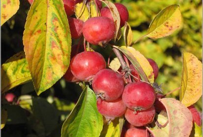 Malus everest