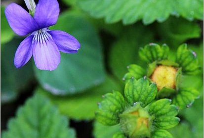 Au milieu des fraises des bois... violette