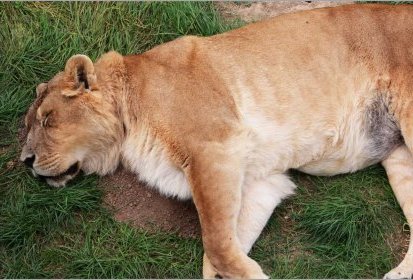 Lion
