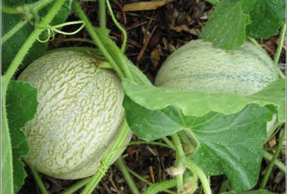 Melons