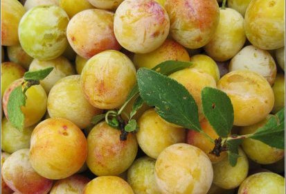 Mirabelles