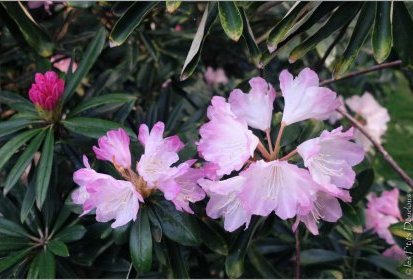 Rhododendron - Jardin Botanique Jean-Marie Pelt