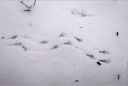 A la trace...