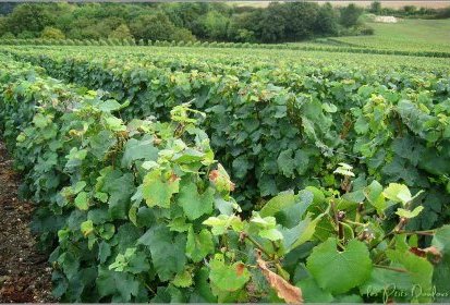 Paysage de Champagne