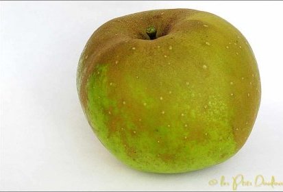 Belle de Boskoop (pas mûre...)