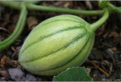melon...