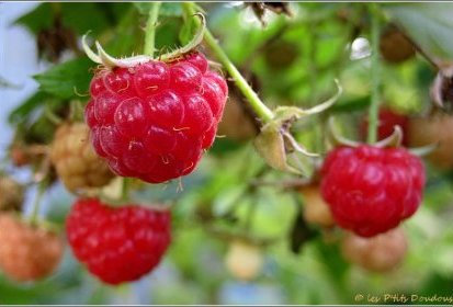 Framboises