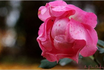 Quelques roses s'attardent