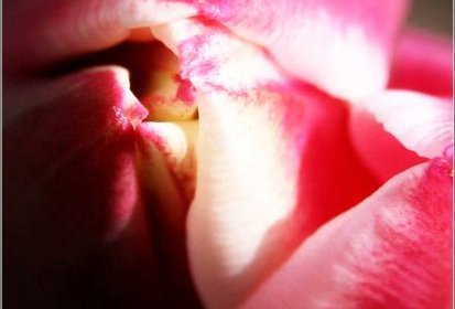 Tulipe