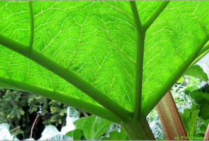 Feuille de rhubarbe