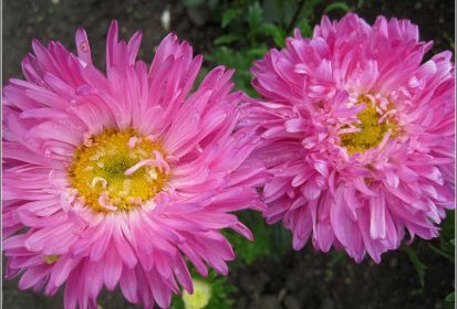 en rose