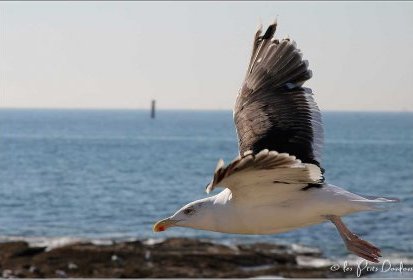 Mouette