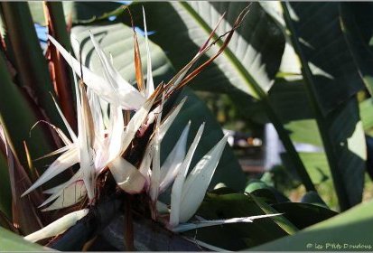 Madère - Strelitzia nicolai (Oiseau de Paradis blanc)