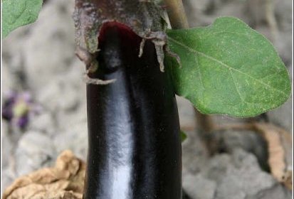aubergine