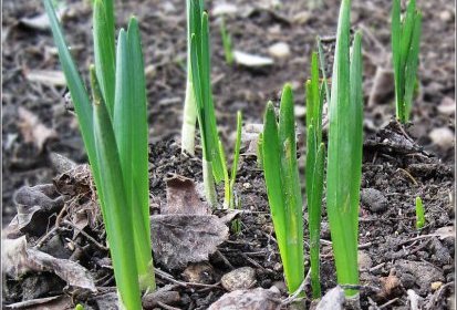 Narcisses