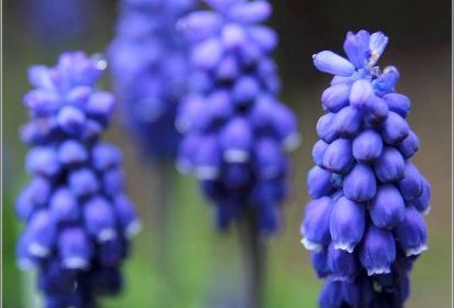 Muscari
