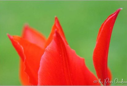 Tulipe