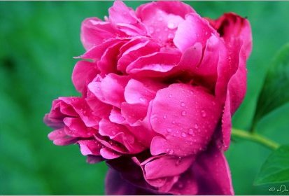 Pivoine