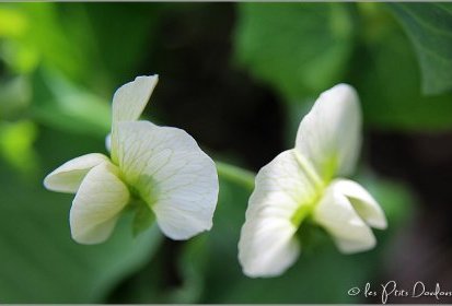 Fleurs de petits pois