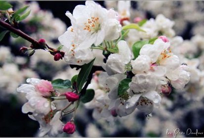 fleurs de pommier everest