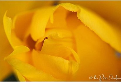 Tulipe