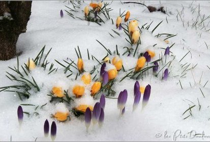 Crocus