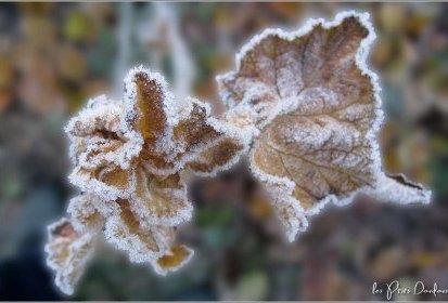 Petit coup de froid !...