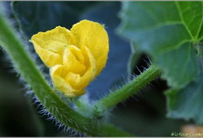 fleur de melon