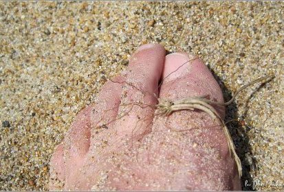 Drôle de bête sur la plage !...