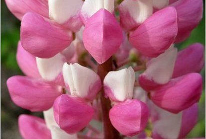 Lupin