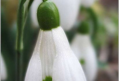 Perce-neige sans neige !...