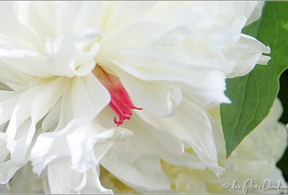 Pivoine