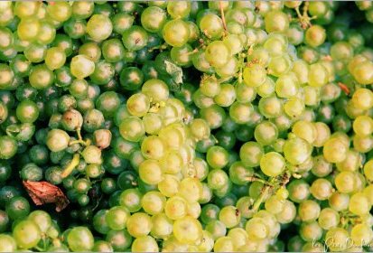 le temps des vendanges